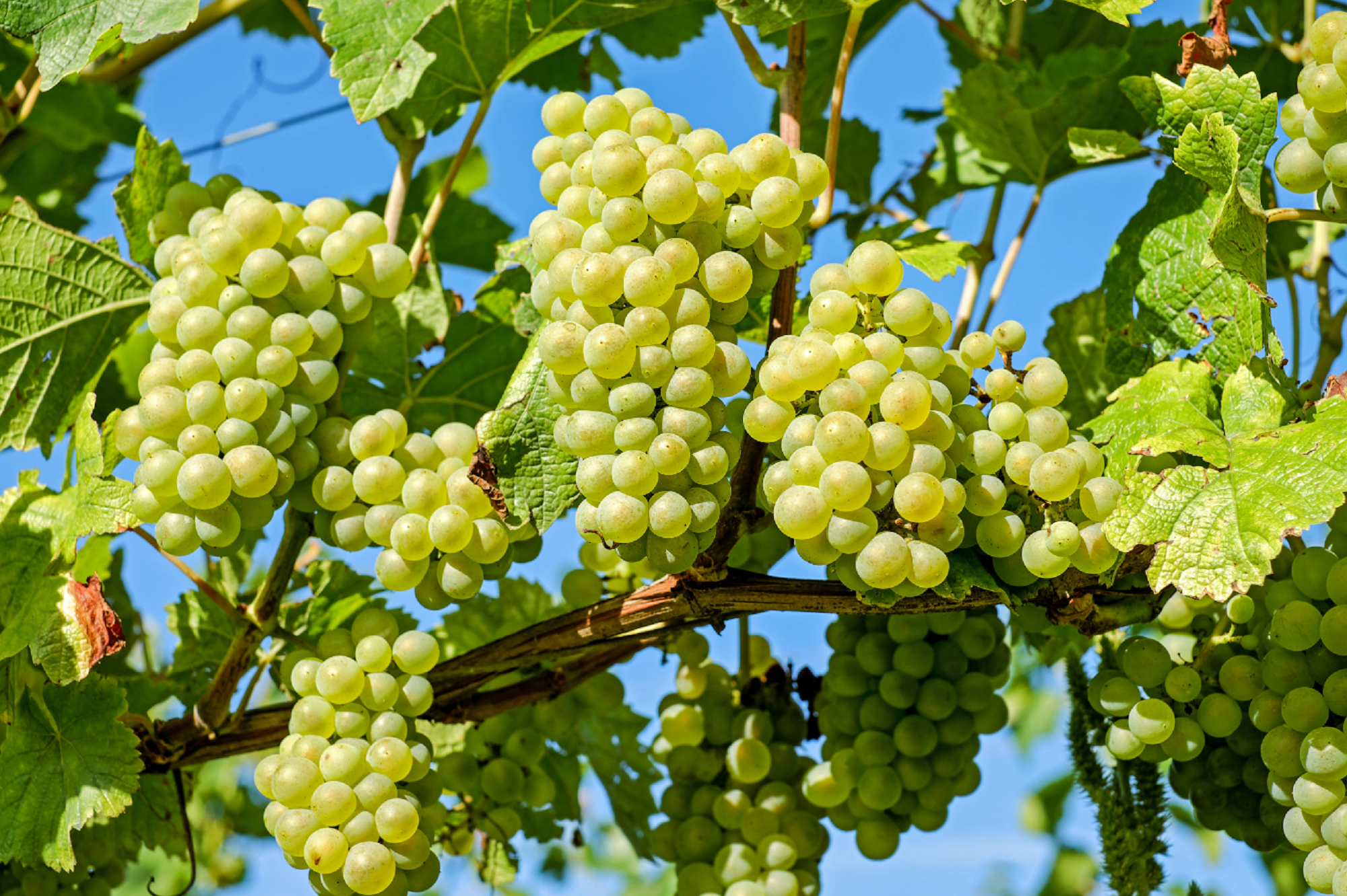 Une visite du vignoble, de la cave, du chai et dégustations de 7 vins au Domaine du Vardet