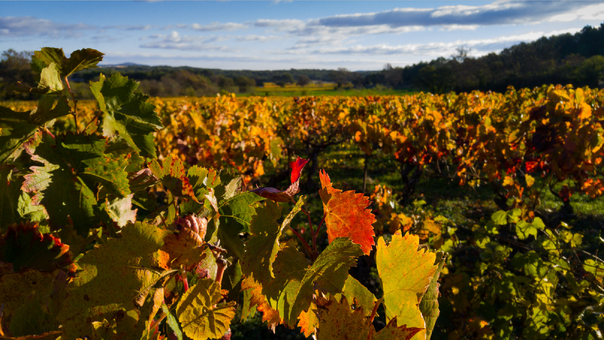 Une visite du vignoble, de la cave, du chai et dégustations de 7 vins au Domaine du Vardet