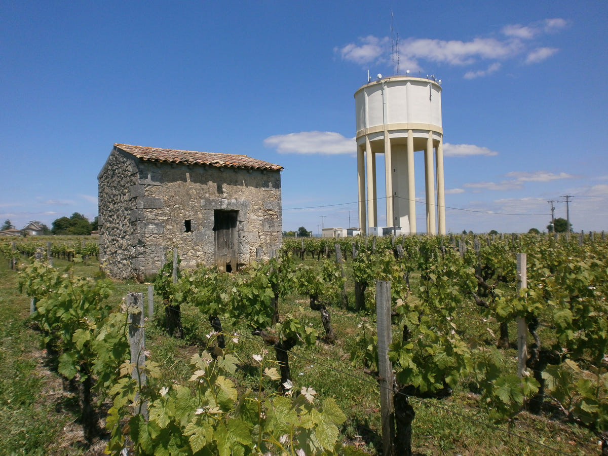 Visite de l'exploitation et dégustation vins, charcuteries, fromages chez Aux Délices Saint-Vincent