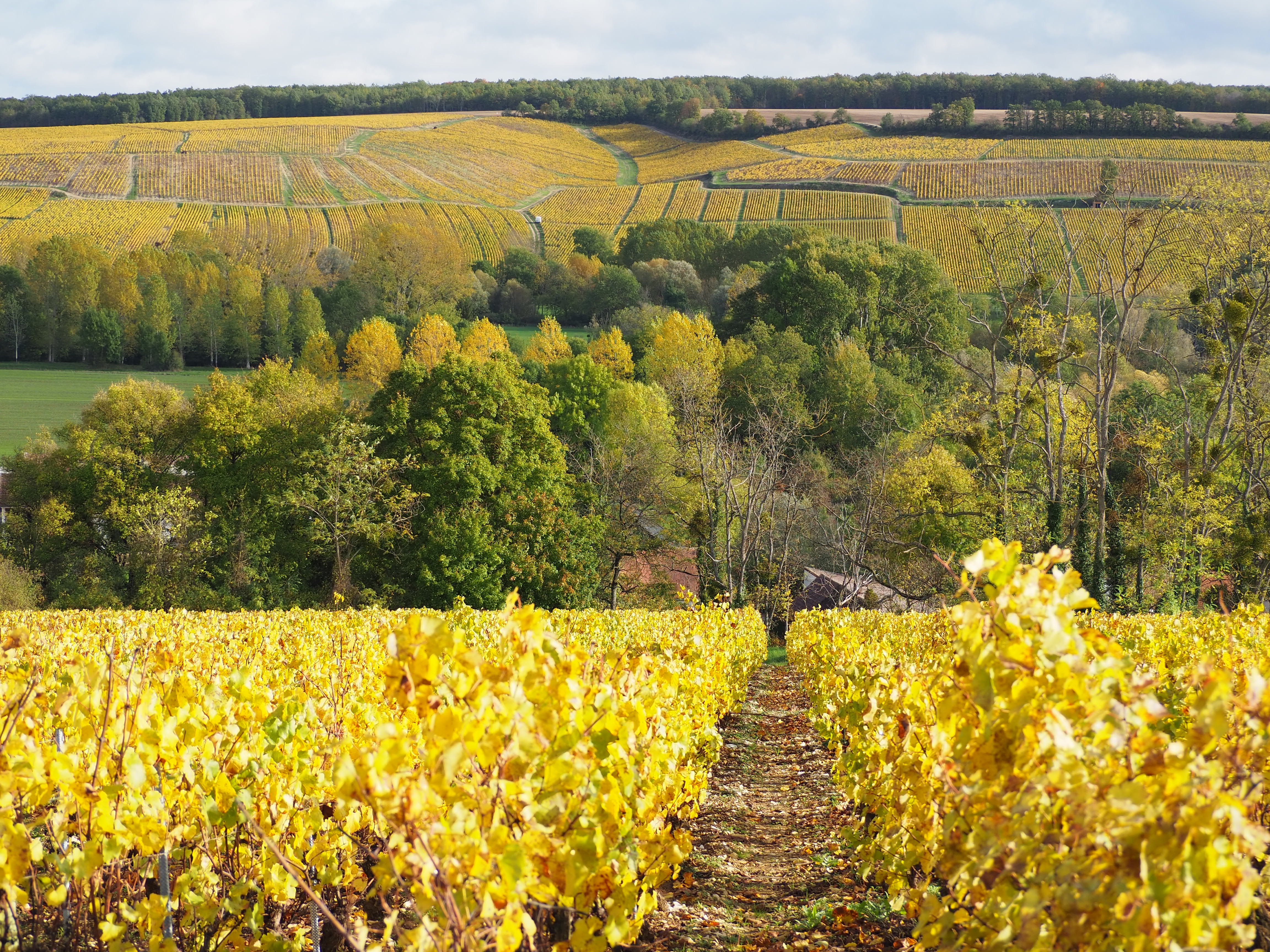 Découverte de la vinification des vin Chablis au Domaine de Chantemerle