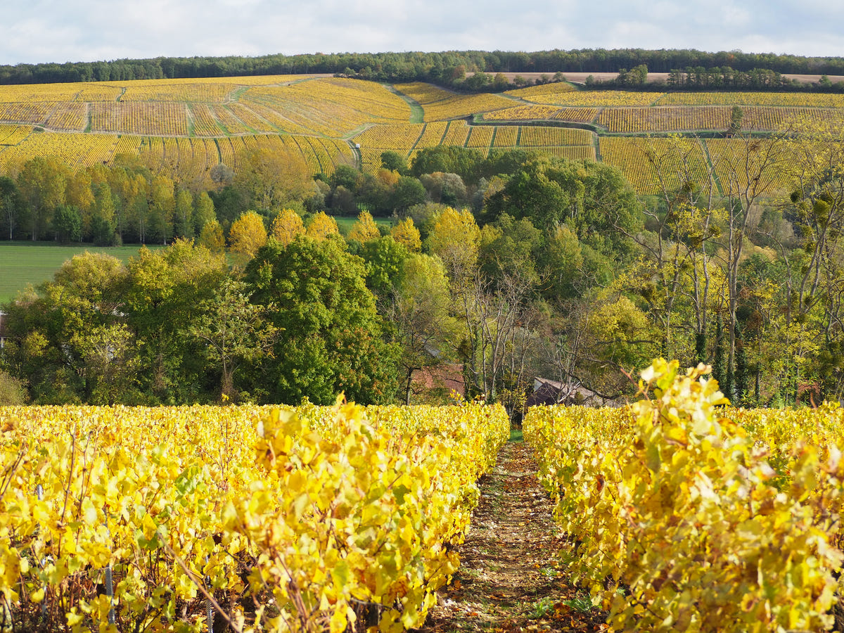 Découverte de la vinification des vin Chablis au Domaine de Chantemerle