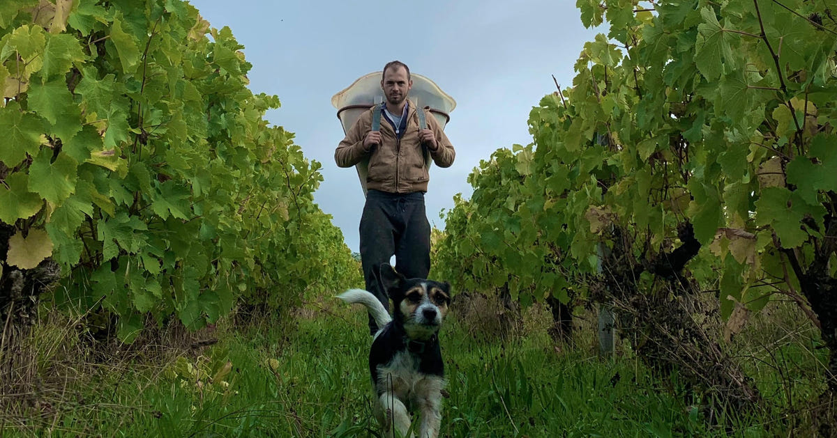 Une dégustation de 3 vins du domaine des Liards - 1h