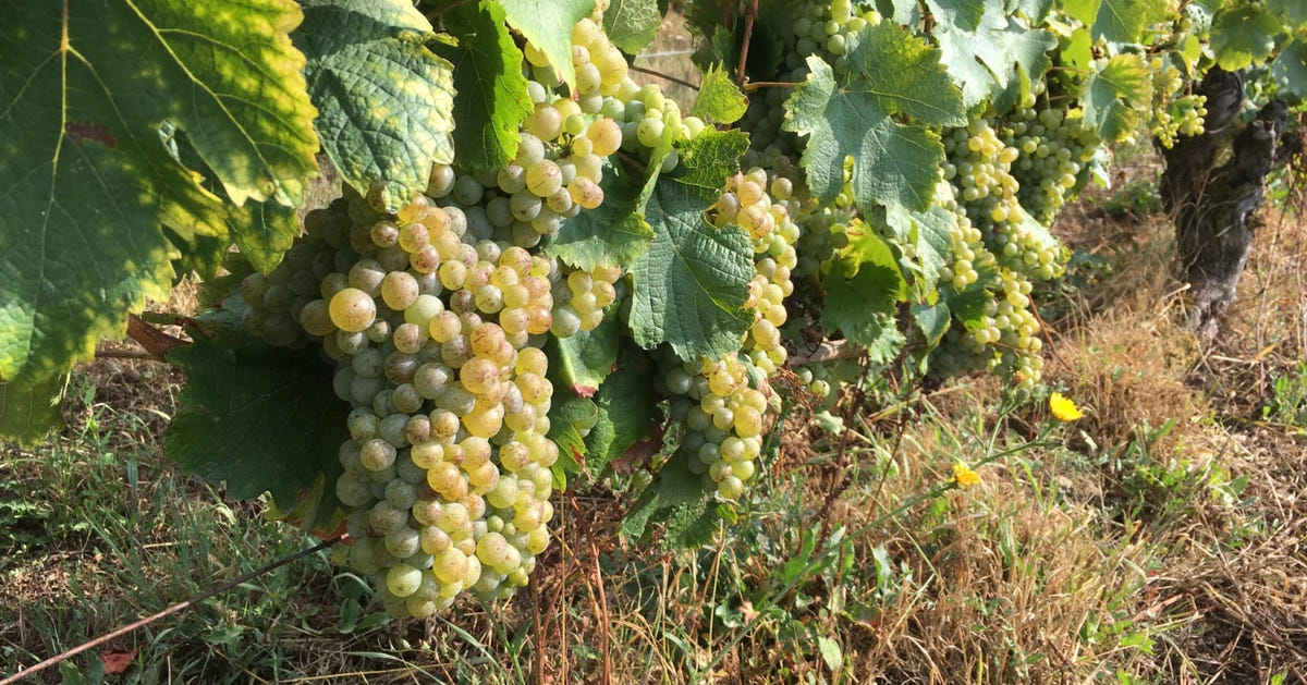 Une dégustation de 3 vins du domaine des Liards - 1h