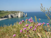 Une randonnée avec guide sur les falaises d'Étretat chez Natterra - 2h