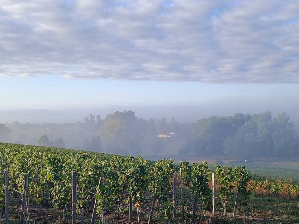 Une visite du domaine du Château Tournefeuille - 1h30
