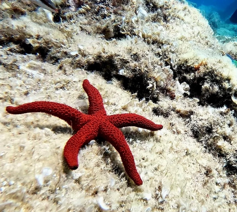 Baptême de plongée et snorkeling à Calvi - 4h30